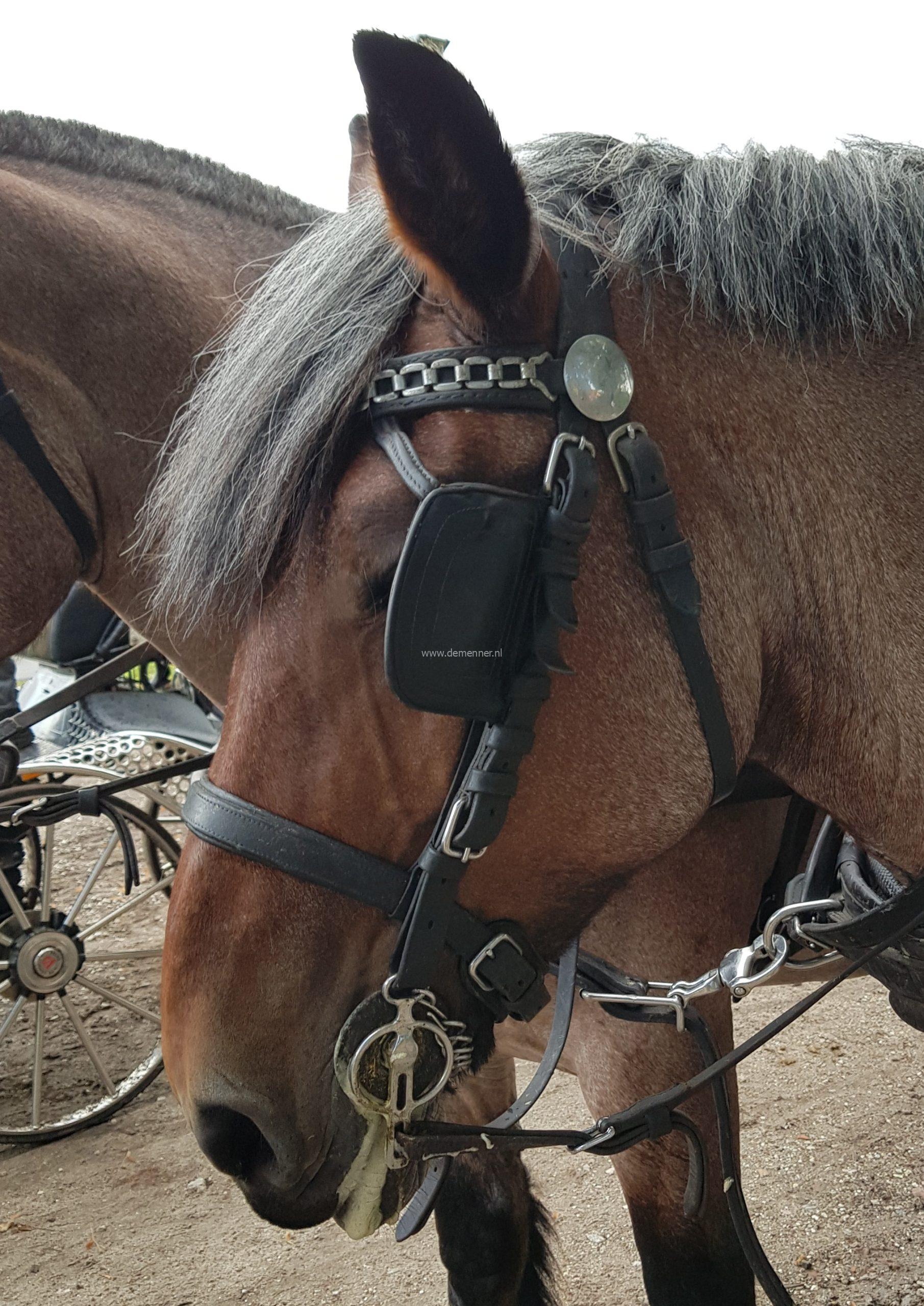 hoofdstel trekpaard leer ideal equestrian