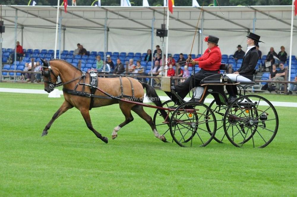 enkelspan borsttuig luxe lakleer ideal equestrian