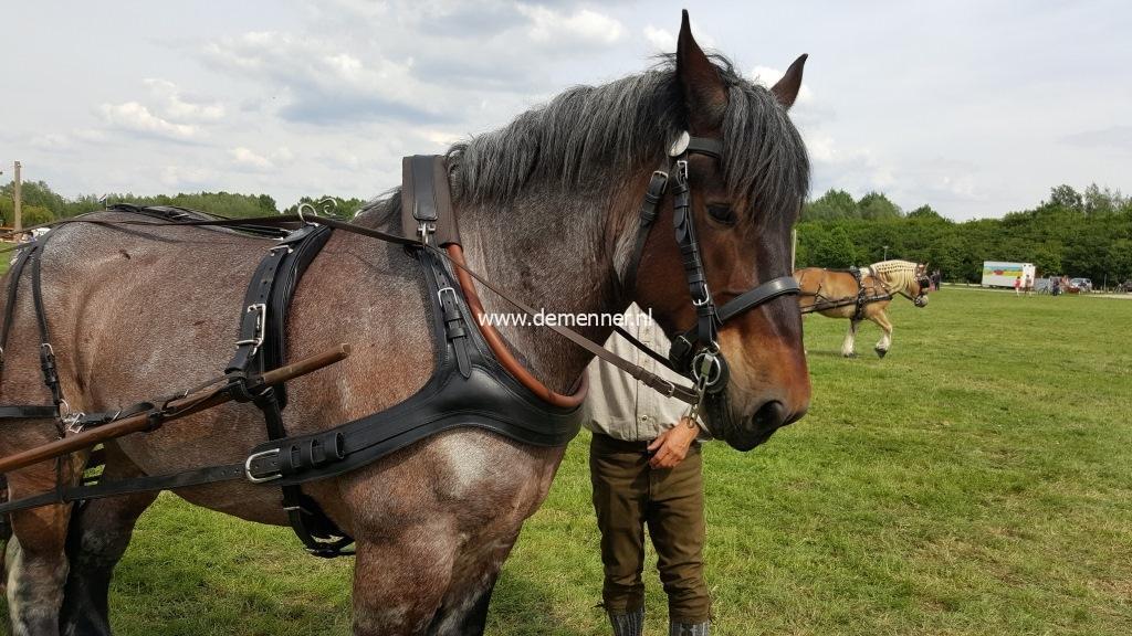 Enkelspantuig FRANS GAREEL Ideal Equestrian - Afbeelding 4